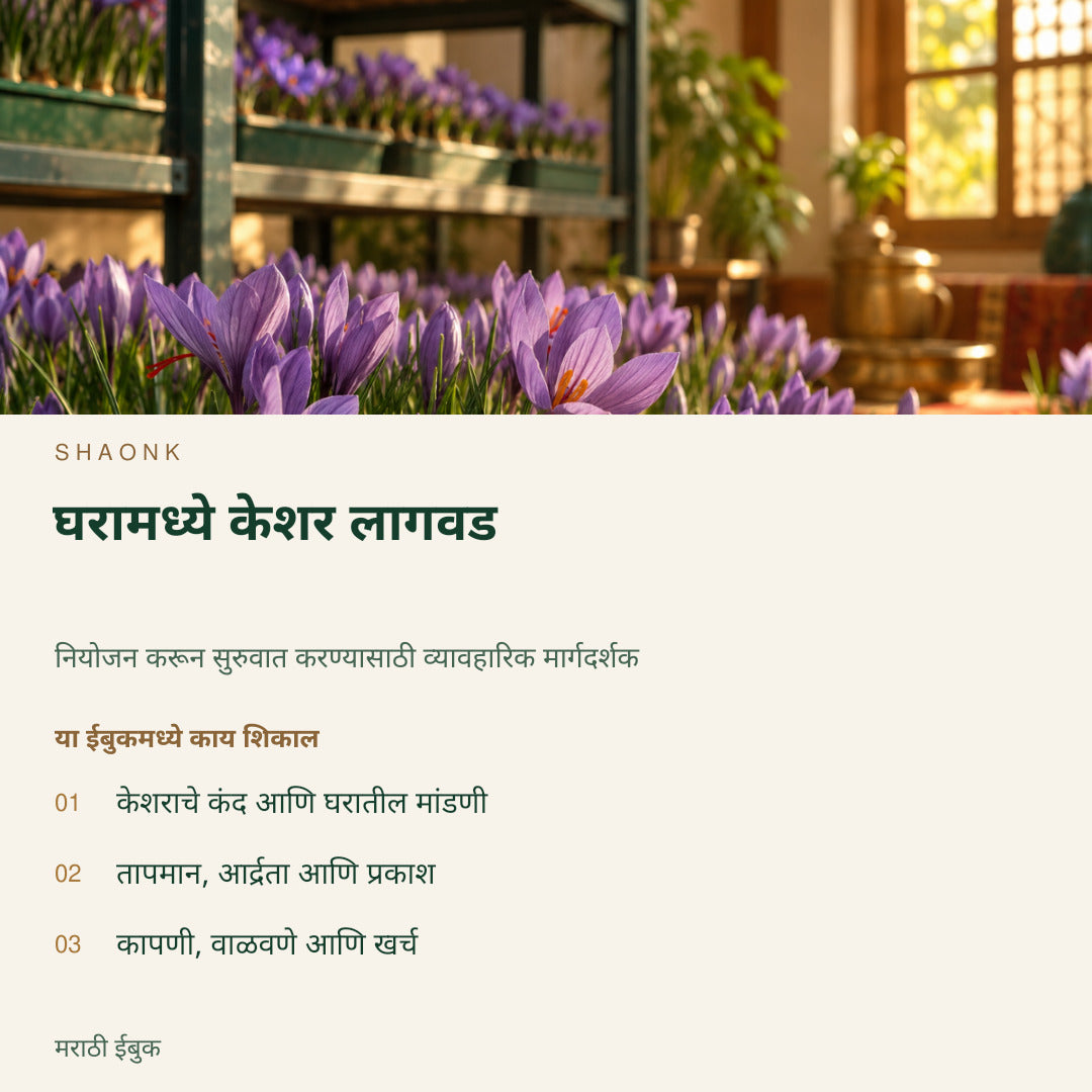 घरामध्ये केशर लागवड | मराठी ईबुक — SHAONK marathi ebook cover. केशराचे कंद आणि घरातील मांडणी. तापमान, आर्द्रता आणि प्रकाश. कापणी, वाळवणे आणि खर्च