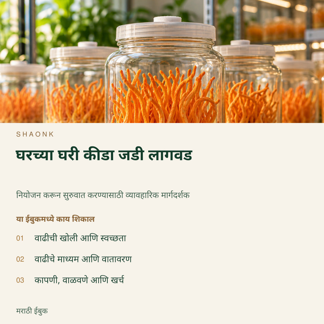 घरच्या घरी कीडा जडी लागवड | मराठी ईबुक — SHAONK marathi ebook cover. वाढीची खोली आणि स्वच्छता. वाढीचे माध्यम आणि वातावरण. कापणी, वाळवणे आणि खर्च