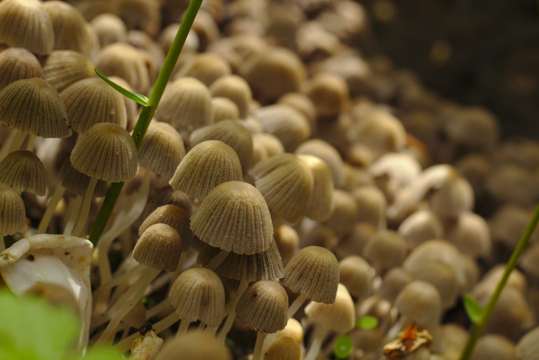 home Cordyceps Militaris cultivation