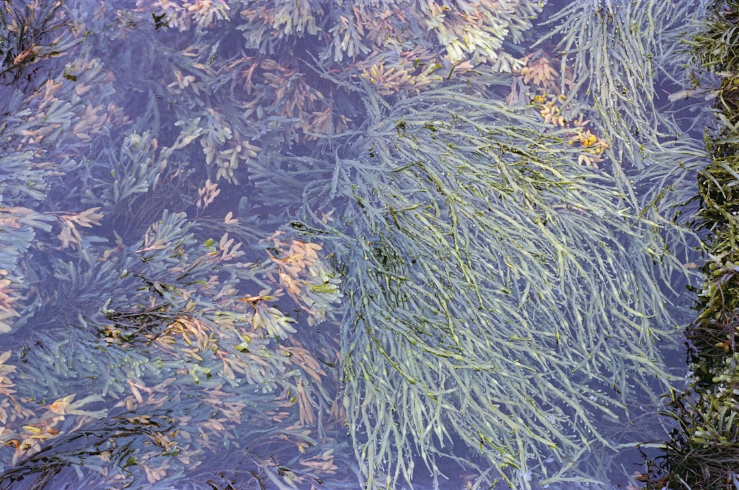 Is 'Spirulina Farming Mastery' The Key To Your Profitable Indoor Algae Business?