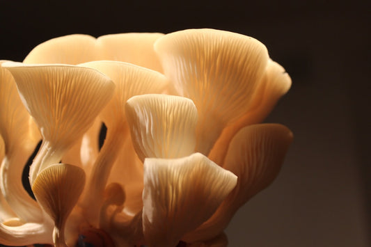 growing Cordyceps Militaris at home