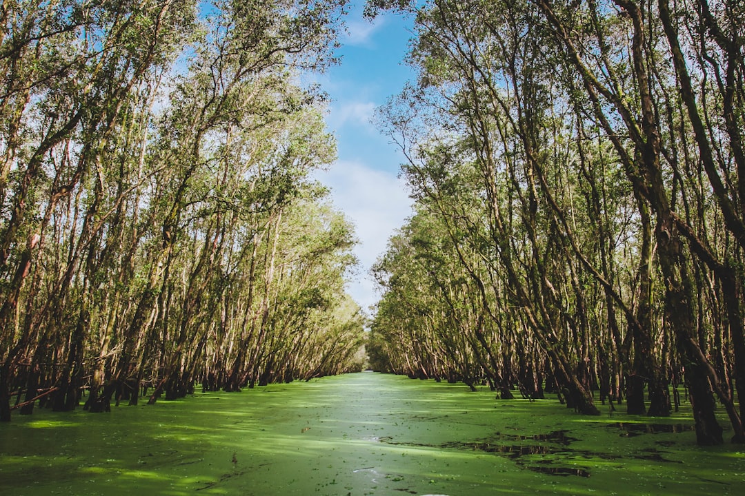 Spirulina Farming Mastery