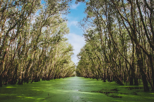 Spirulina Farming Mastery