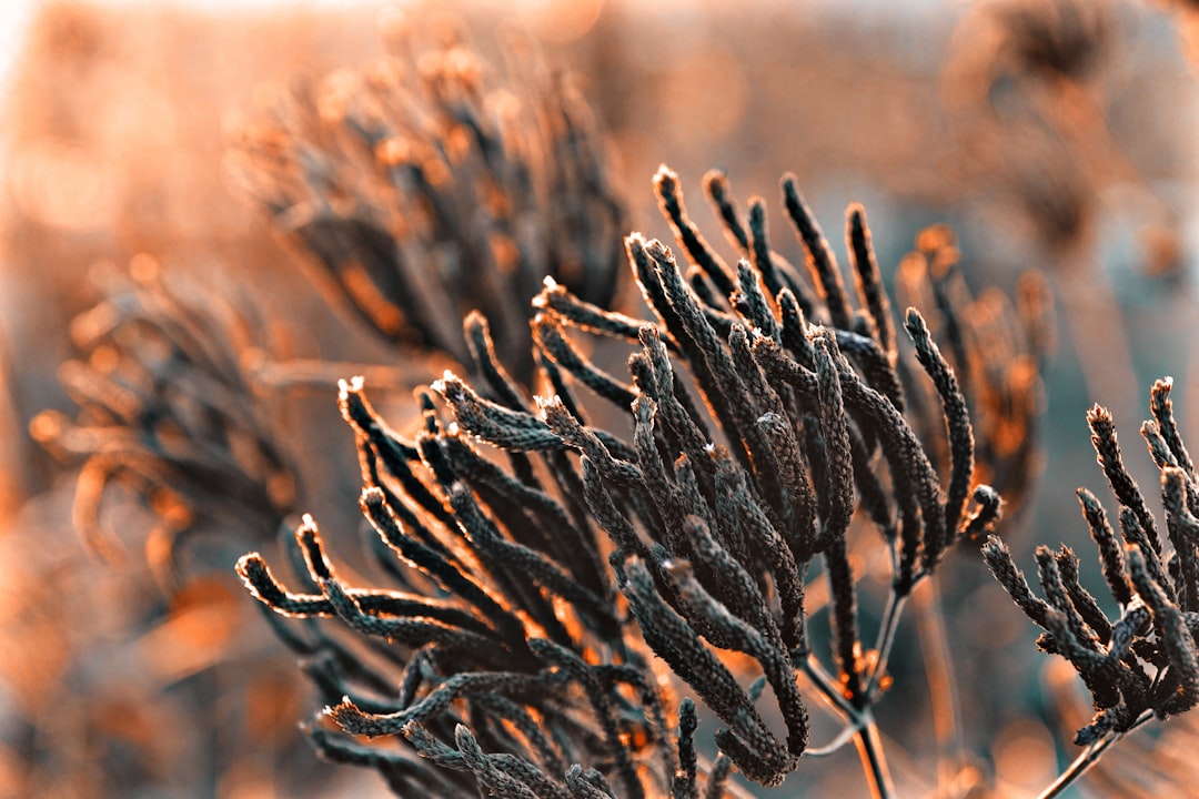 Cordyceps Militaris Cultivation Guide