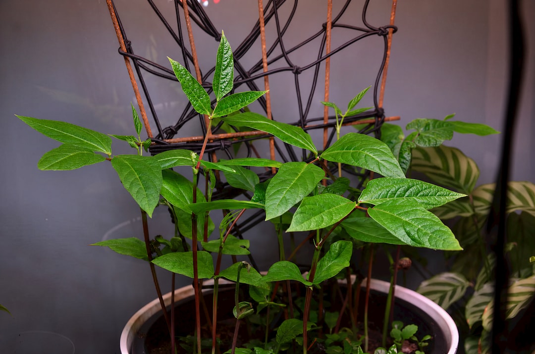 home cordyceps cultivation