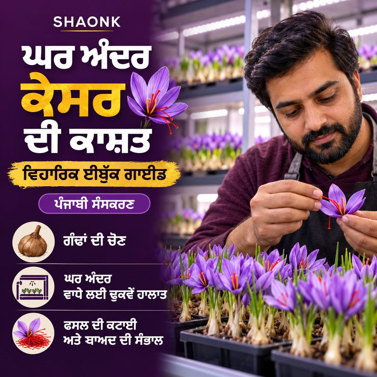 Punjabi ebook — Indoor Saffron Growing: Corm selection; Indoor growing conditions; Harvest and post-harvest care.