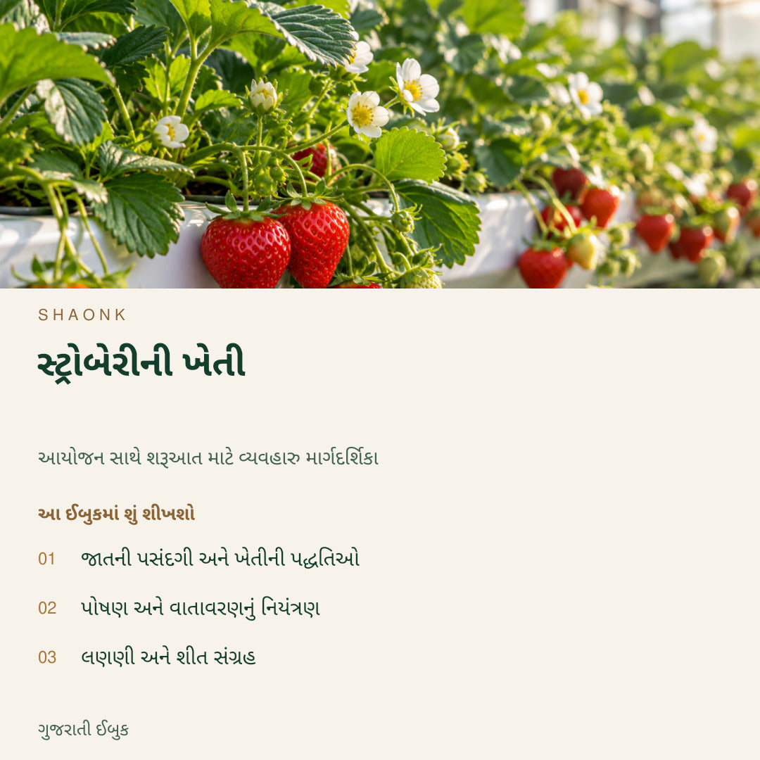 સ્ટ્રોબેરીની ખેતી | ગુજરાતી ઈબુક — SHAONK gujarati ebook cover. જાતની પસંદગી અને ખેતીની પદ્ધતિઓ. પોષણ અને વાતાવરણનું નિયંત્રણ. લણણી અને શીત સંગ્રહ
