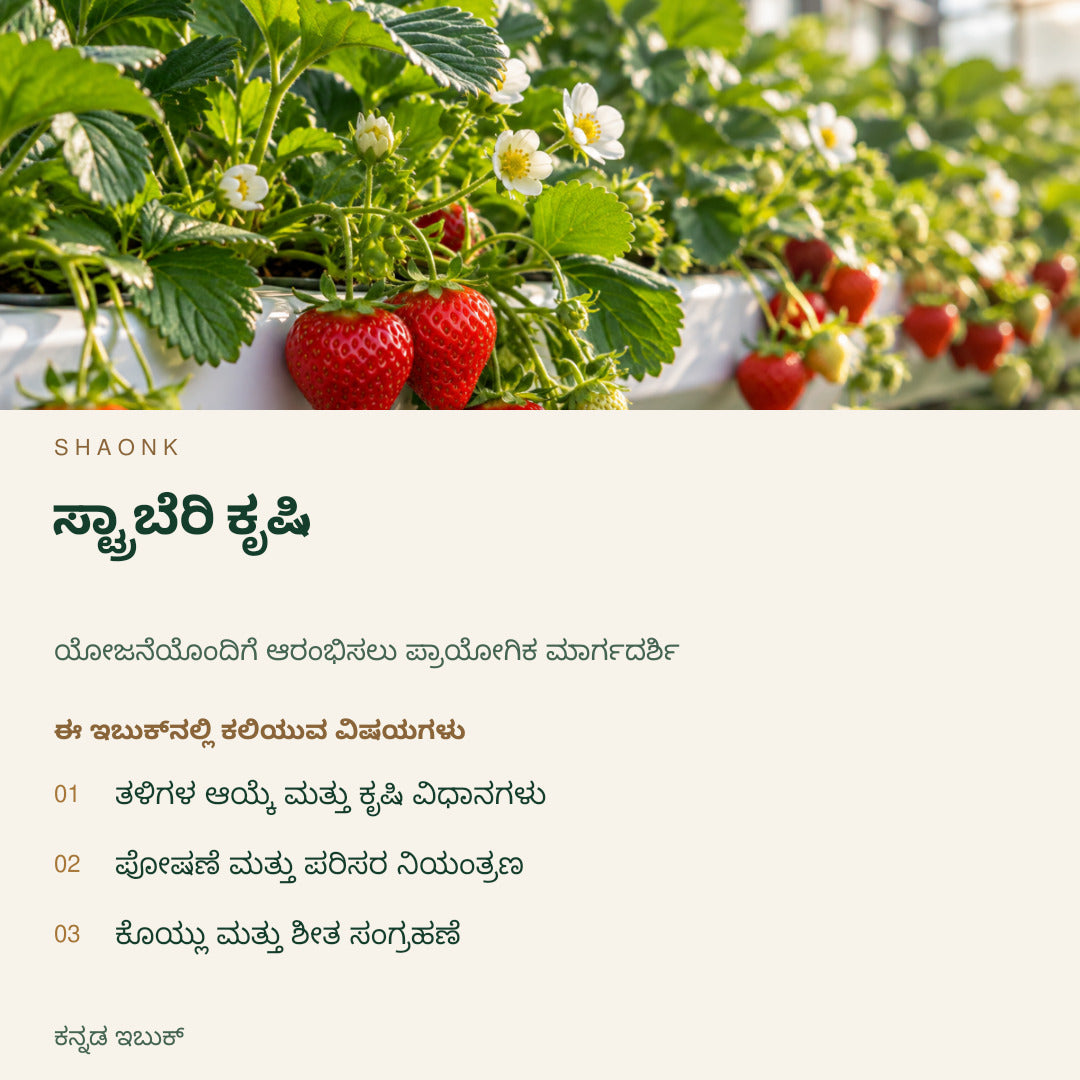 ಸ್ಟ್ರಾಬೆರಿ ಕೃಷಿ | ಕನ್ನಡ ಇಬುಕ್ — SHAONK kannada ebook cover. ತಳಿಗಳ ಆಯ್ಕೆ ಮತ್ತು ಕೃಷಿ ವಿಧಾನಗಳು. ಪೋಷಣೆ ಮತ್ತು ಪರಿಸರ ನಿಯಂತ್ರಣ. ಕೊಯ್ಲು ಮತ್ತು ಶೀತ ಸಂಗ್ರಹಣೆ