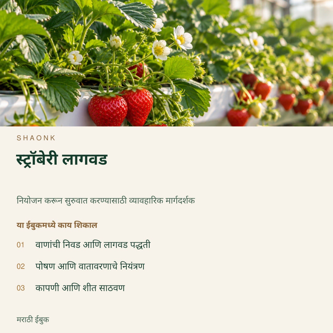 स्ट्रॉबेरी लागवड | मराठी ईबुक — SHAONK marathi ebook cover. वाणांची निवड आणि लागवड पद्धती. पोषण आणि वातावरणाचे नियंत्रण. कापणी आणि शीत साठवण