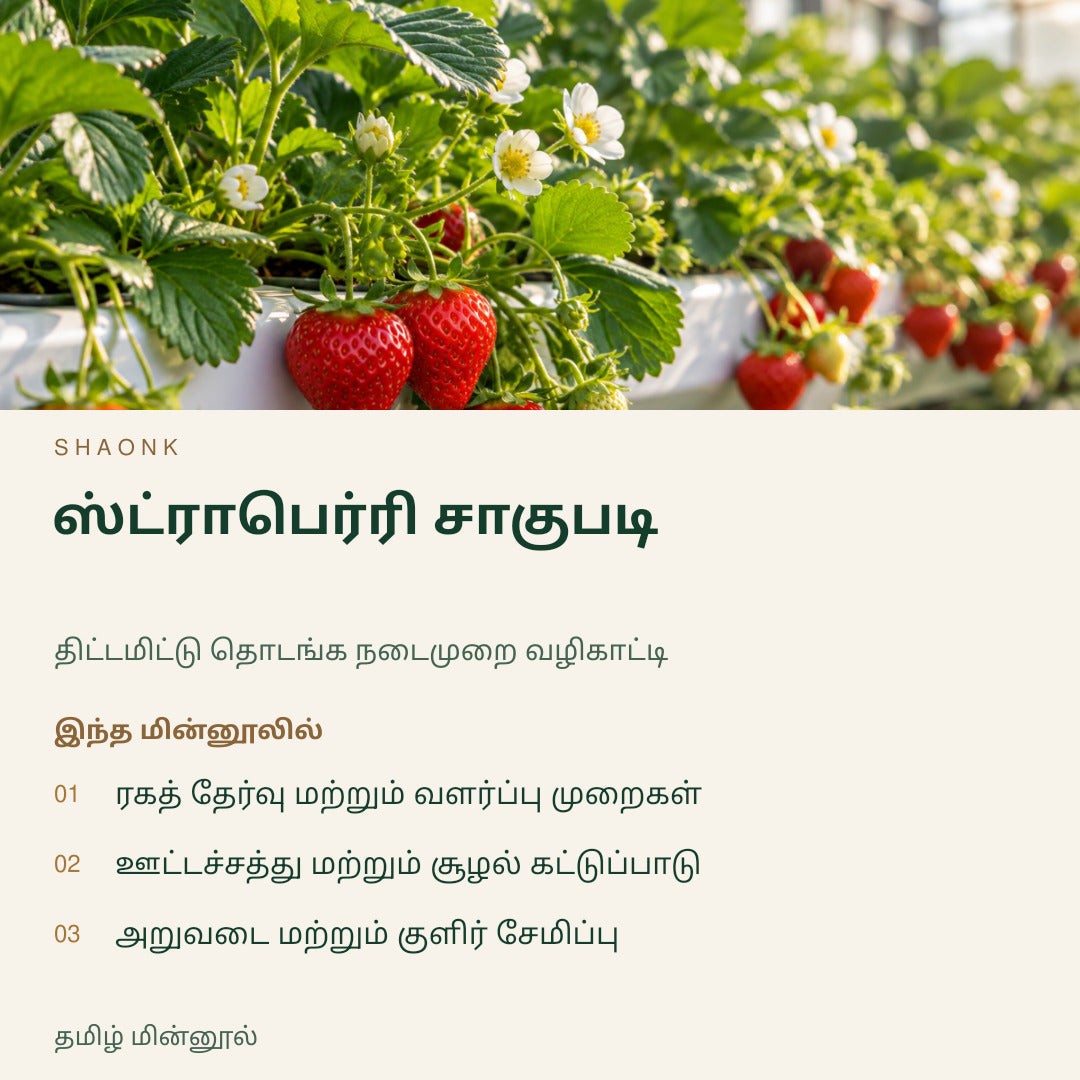 ஸ்ட்ராபெர்ரி சாகுபடி | தமிழ் மின்னூல் — SHAONK tamil ebook cover. ரகத் தேர்வு மற்றும் வளர்ப்பு முறைகள். ஊட்டச்சத்து மற்றும் சூழல் கட்டுப்பாடு. அறுவடை மற்றும் குளிர் சேமிப்பு