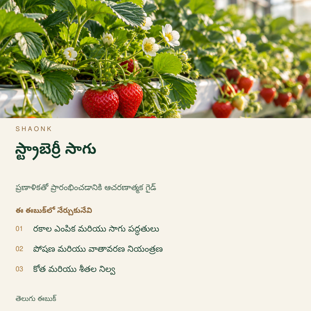 స్ట్రాబెర్రీ సాగు | తెలుగు ఈబుక్ — SHAONK telugu ebook cover. రకాల ఎంపిక మరియు సాగు పద్ధతులు. పోషణ మరియు వాతావరణ నియంత్రణ. కోత మరియు శీతల నిల్వ