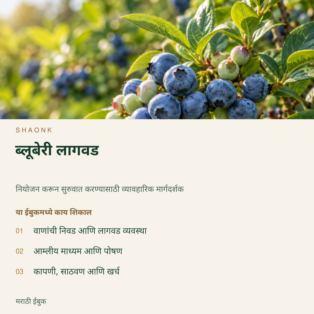ब्लूबेरी लागवड | मराठी ईबुक — SHAONK marathi ebook cover. वाणांची निवड आणि लागवड व्यवस्था. आम्लीय माध्यम आणि पोषण. कापणी, साठवण आणि खर्च