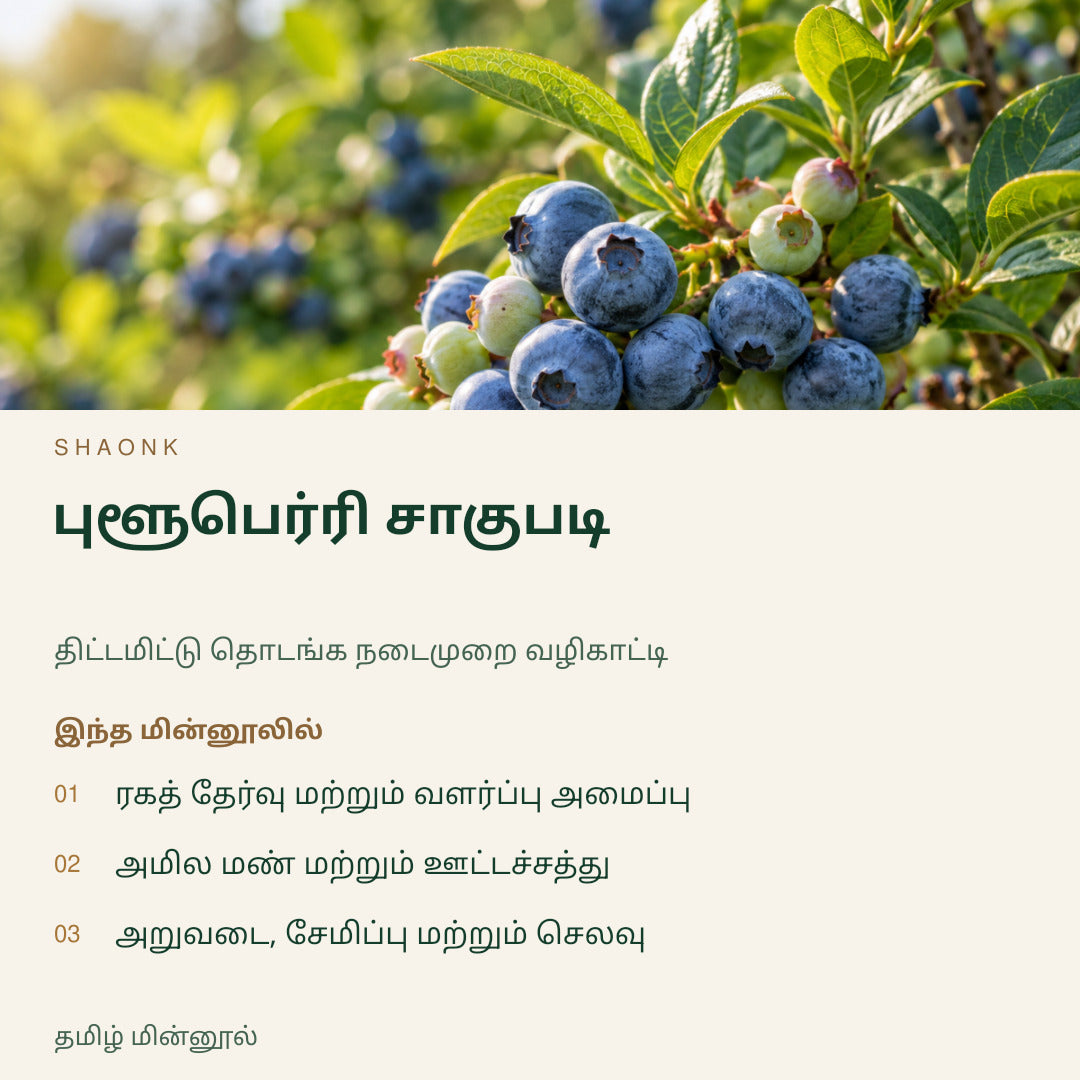புளூபெர்ரி சாகுபடி | தமிழ் மின்னூல் — SHAONK tamil ebook cover. ரகத் தேர்வு மற்றும் வளர்ப்பு அமைப்பு. அமில மண் மற்றும் ஊட்டச்சத்து. அறுவடை, சேமிப்பு மற்றும் செலவு