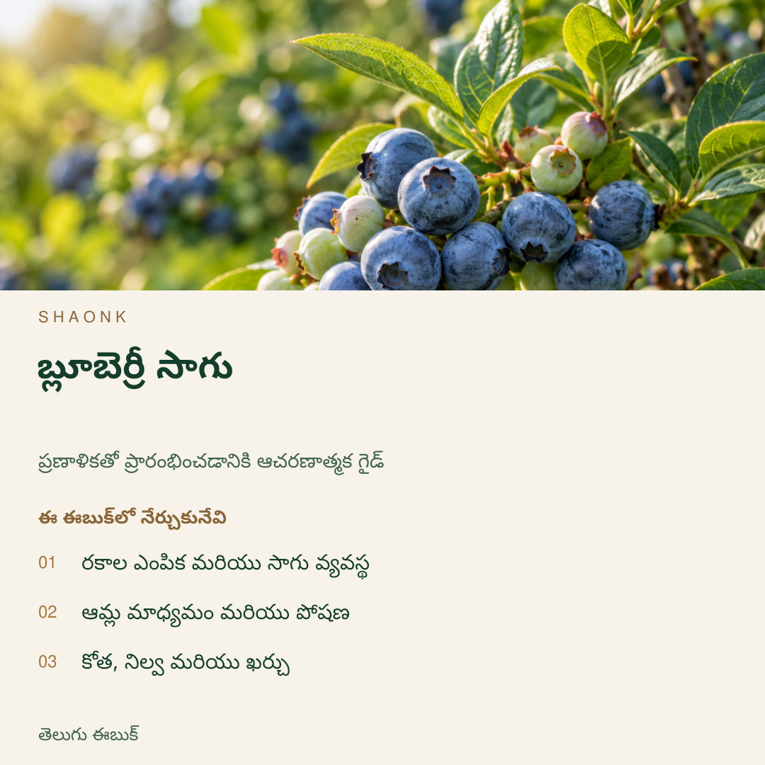 బ్లూబెర్రీ సాగు | తెలుగు ఈబుక్ — SHAONK telugu ebook cover. రకాల ఎంపిక మరియు సాగు వ్యవస్థ. ఆమ్ల మాధ్యమం మరియు పోషణ. కోత, నిల్వ మరియు ఖర్చు